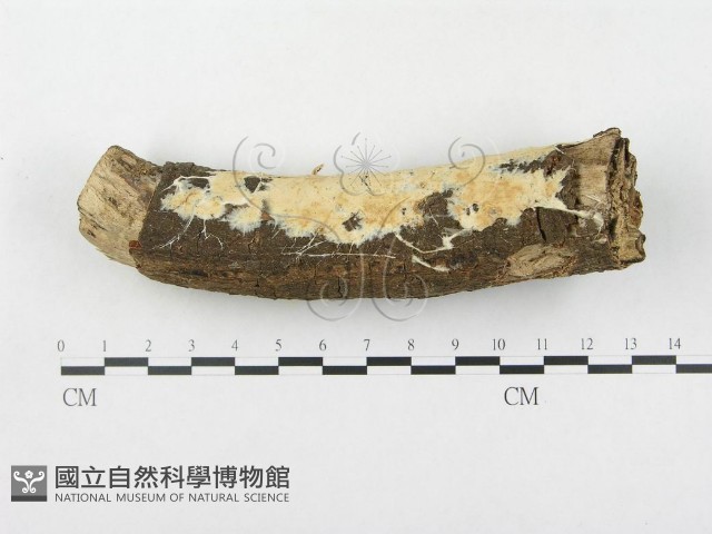 登錄號:F0000128藏品圖，第1張