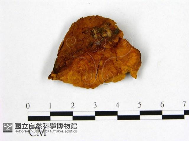 登錄號:F0006128藏品圖，第1張