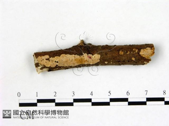 刺皮菌屬藏品圖，第1張