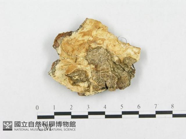 登錄號:F0007128藏品圖，第1張