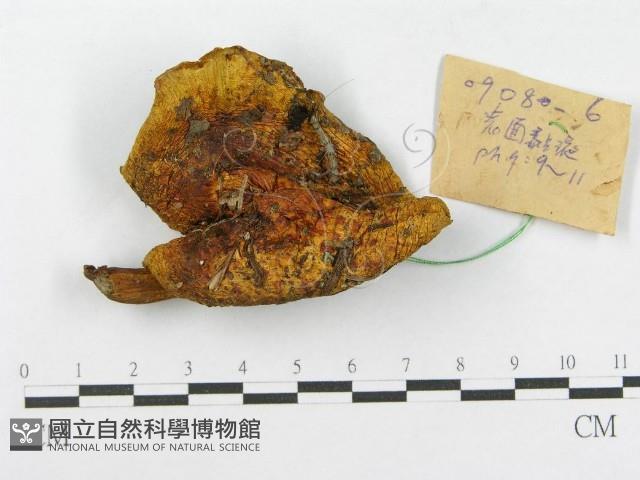 登錄號:F0017128藏品圖，第1張