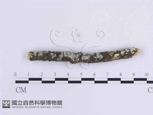 登錄號:F0015128藏品圖，第1張