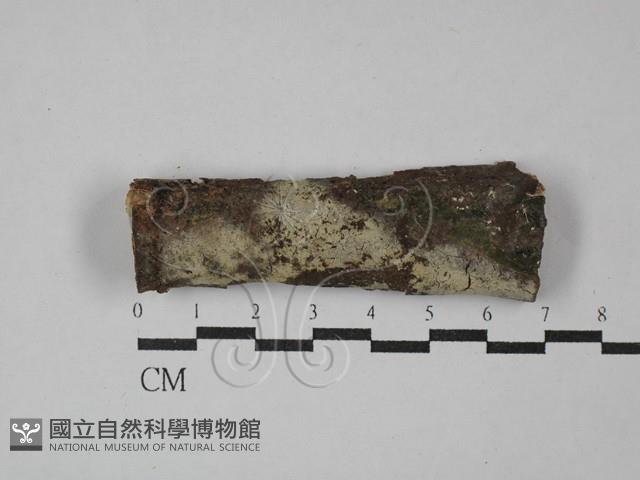 絲皮菌屬藏品圖，第1張