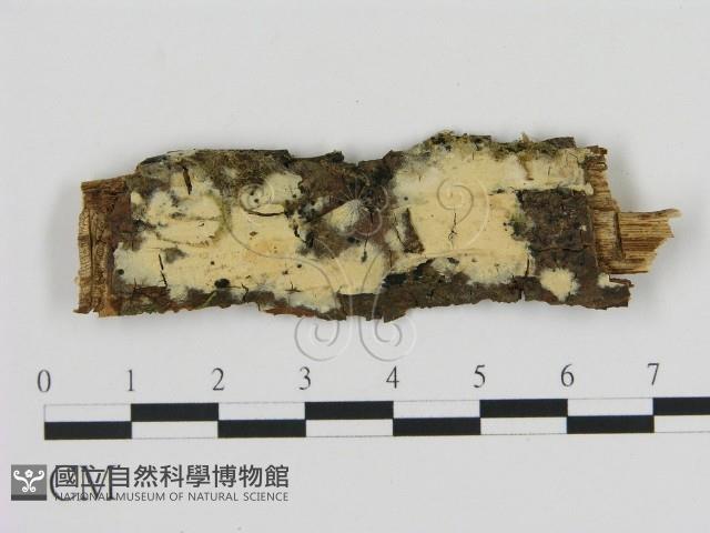 登錄號:F0009128藏品圖，第1張