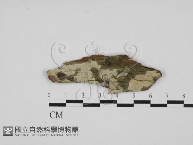 登錄號:F0028028藏品圖，第1張