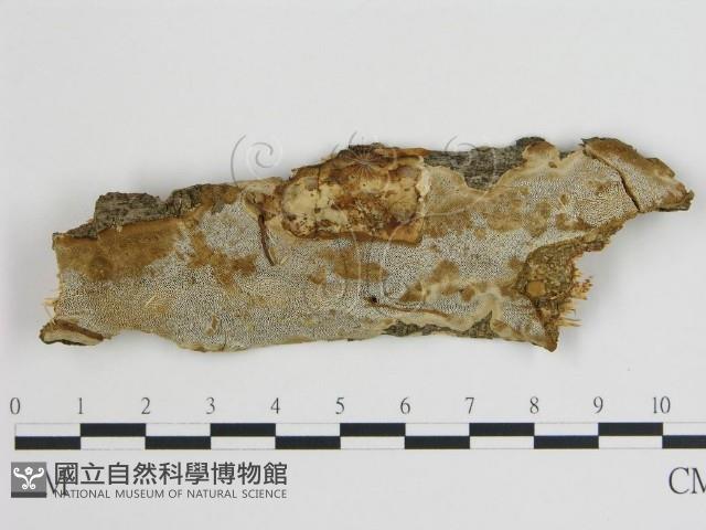 登錄號:F0008028藏品圖，第1張