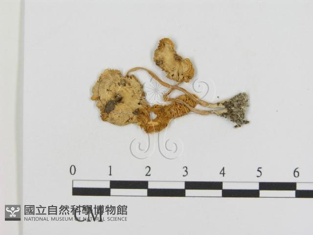 登錄號:F0011028藏品圖，第1張