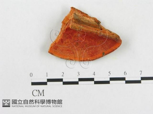 登錄號:F0014028藏品圖，第1張