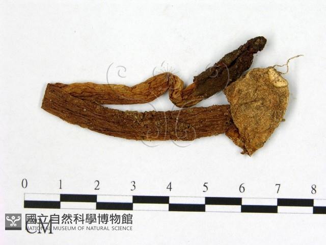 登錄號:F0002028藏品圖，第1張