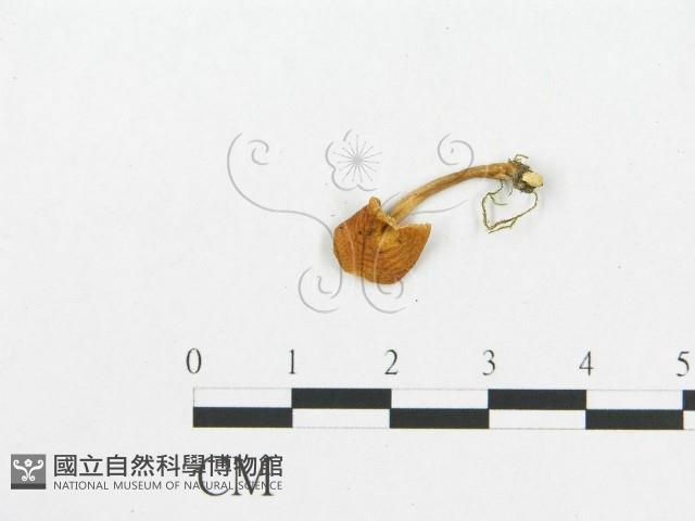 登錄號:F0007028藏品圖，第1張