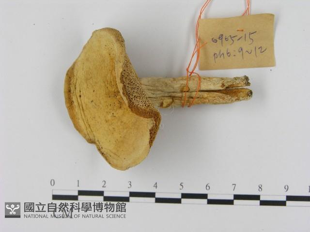 乳菇屬藏品圖，第1張