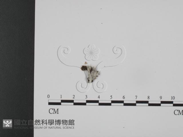 登錄號:F0005028藏品圖，第1張