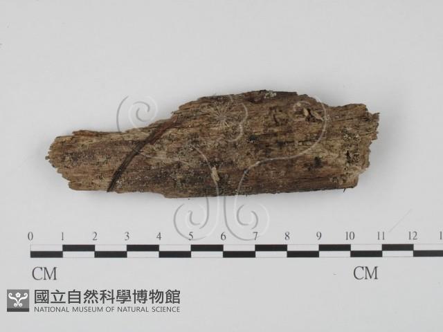 登錄號:F0015028藏品圖，第1張