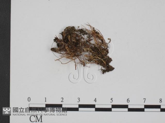 登錄號:F0009028藏品圖，第1張