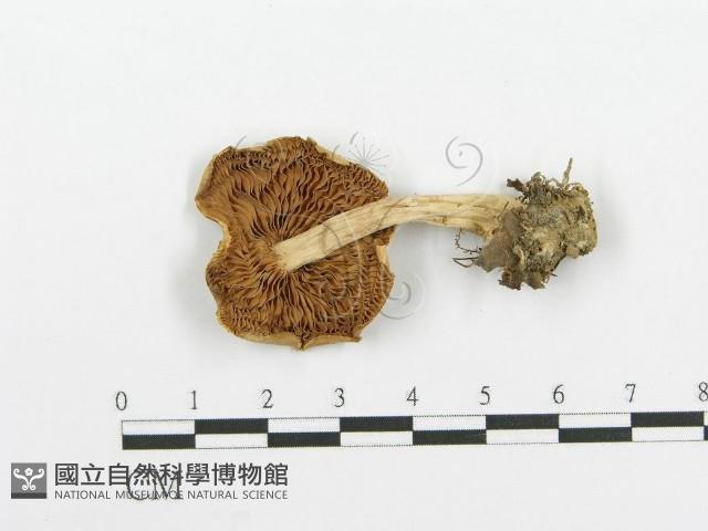 登錄號:F0004328藏品圖，第1張