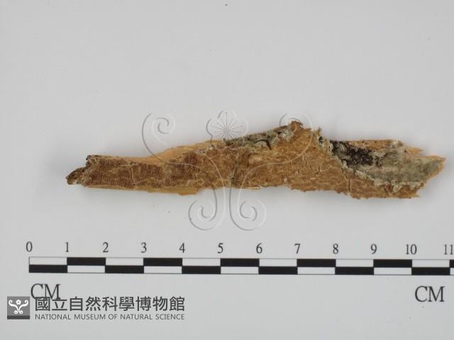 登錄號:F0007328藏品圖，第1張