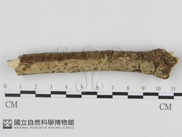 登錄號:F0005328藏品圖，第1張