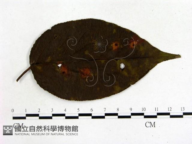 登錄號:F0009328藏品圖，第1張