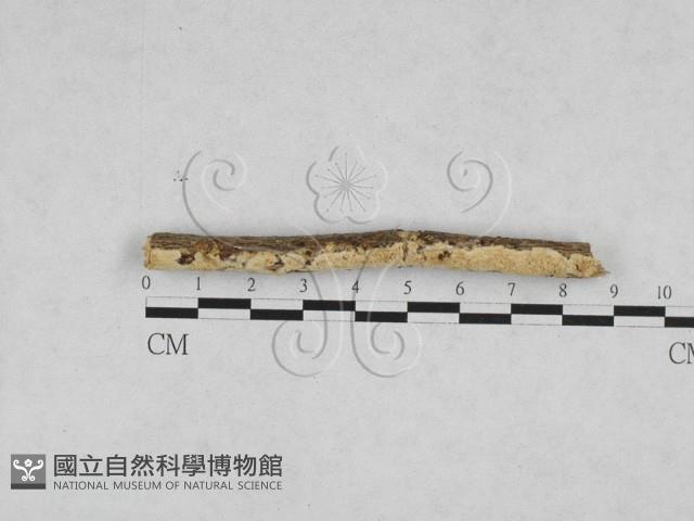 登錄號:F0028208藏品圖，第1張