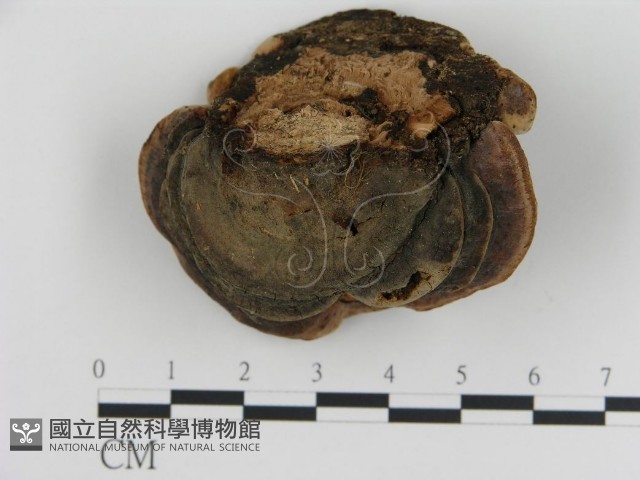 登錄號:F0008208藏品圖，第1張