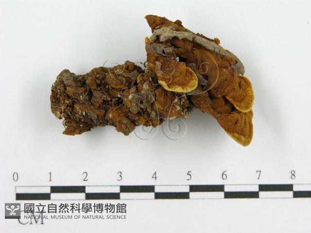 登錄號:F0016208藏品圖，第1張