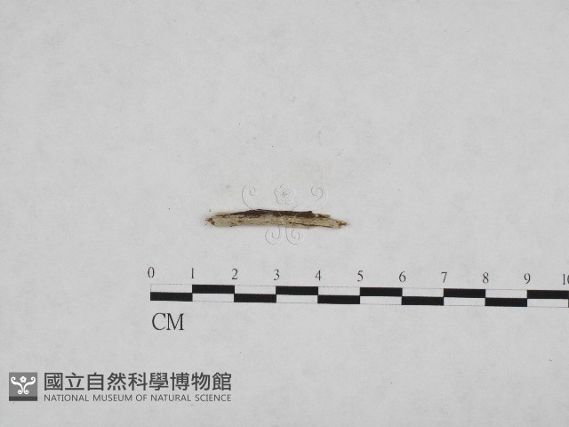 絲齒菌屬藏品圖，第1張