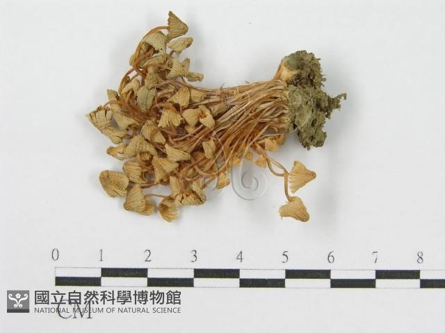 登錄號:F0014208藏品圖，第1張