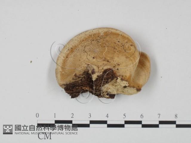 登錄號:F0002208藏品圖，第1張