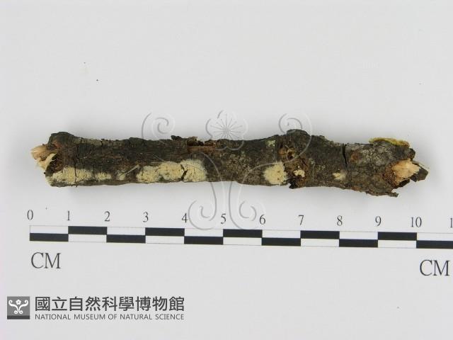 登錄號:F0012208藏品圖，第1張