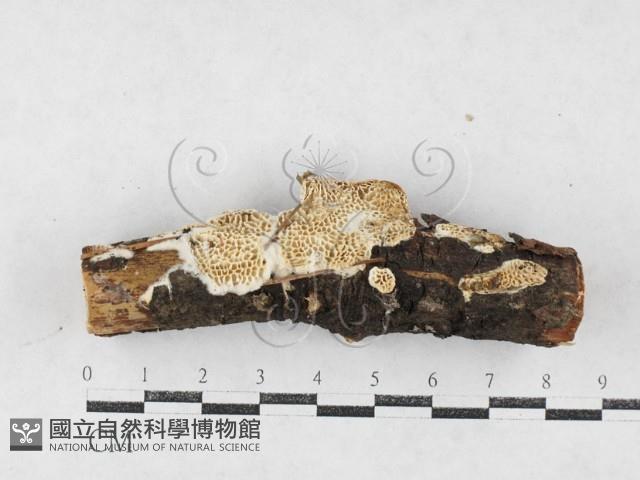 登錄號:F0027208藏品圖，第1張