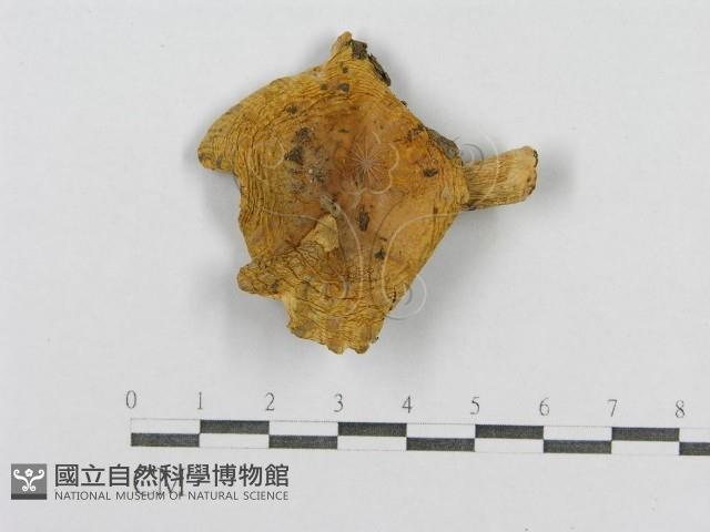 登錄號:F0005208藏品圖，第1張