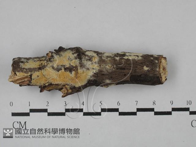 登錄號:F0029208藏品圖，第1張