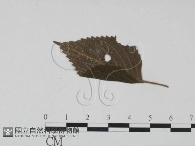 館號:F0019208藏品圖，第1張