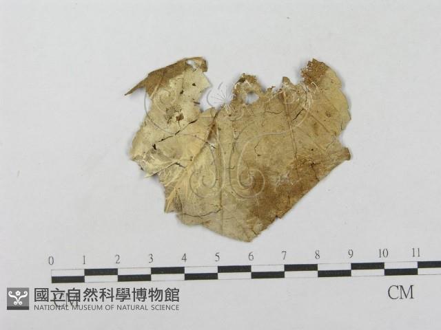 登錄號:F0003208藏品圖，第1張