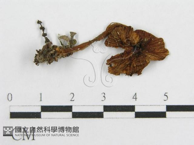 粉褶菌屬藏品圖，第1張