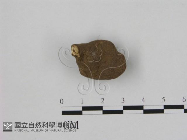 登錄號:F0008908藏品圖，第1張