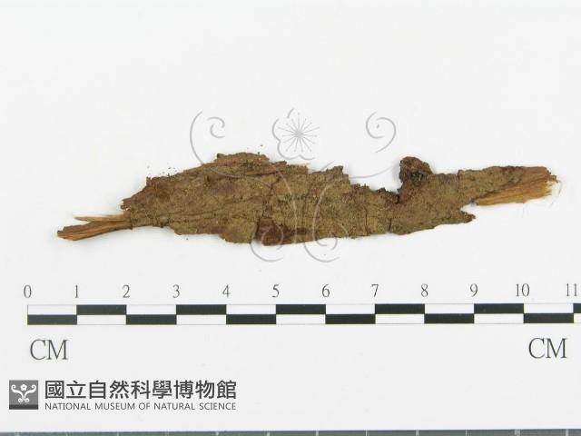 登錄號:F0008608藏品圖，第1張