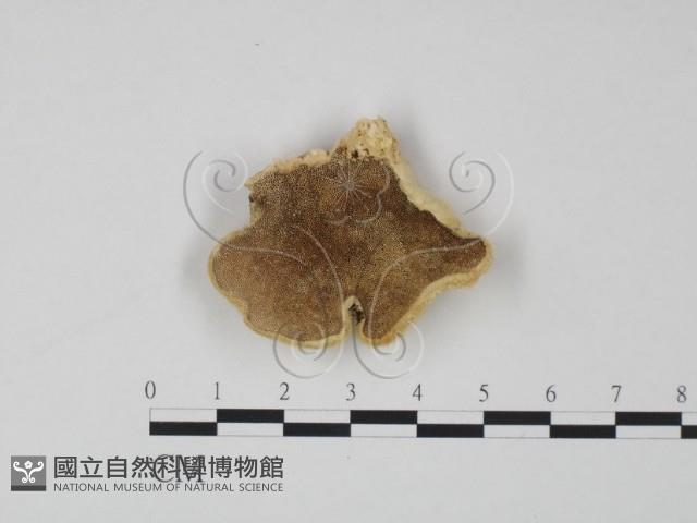 登錄號:F0006608藏品圖，第1張