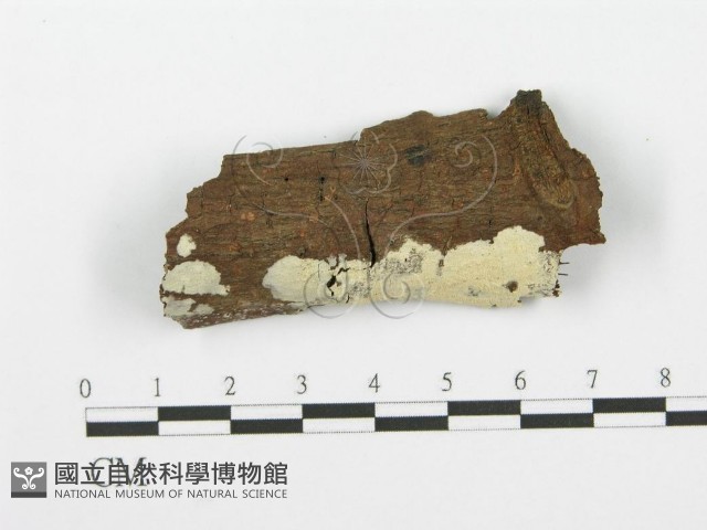登錄號:F0001608藏品圖，第1張