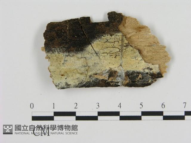 登錄號:F0004608藏品圖，第1張