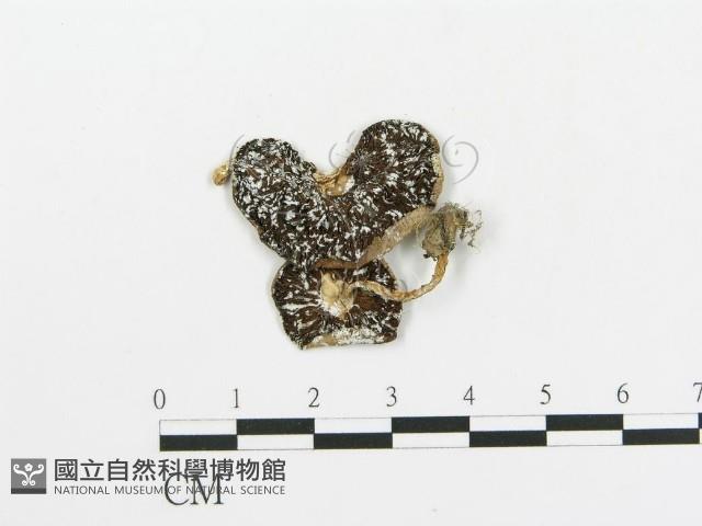 傘菌屬藏品圖，第1張