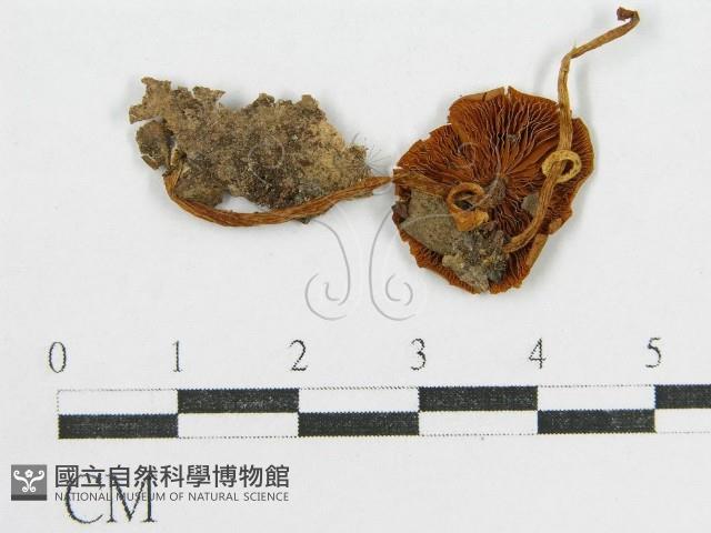 登錄號:F0005608藏品圖，第1張