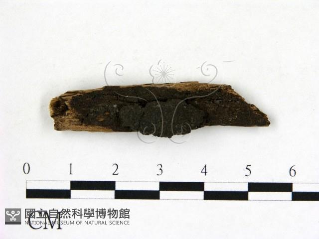 登錄號:F0019608藏品圖，第1張