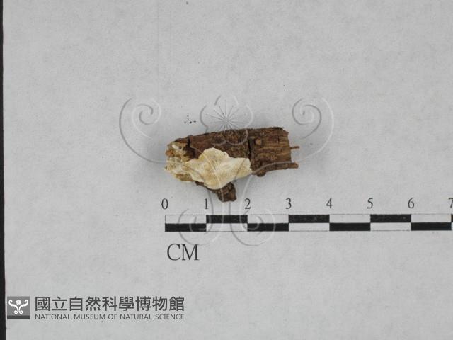 登錄號:F0028408藏品圖，第1張