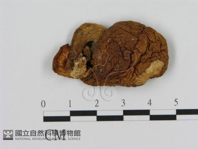 登錄號:F0000408藏品圖，第1張