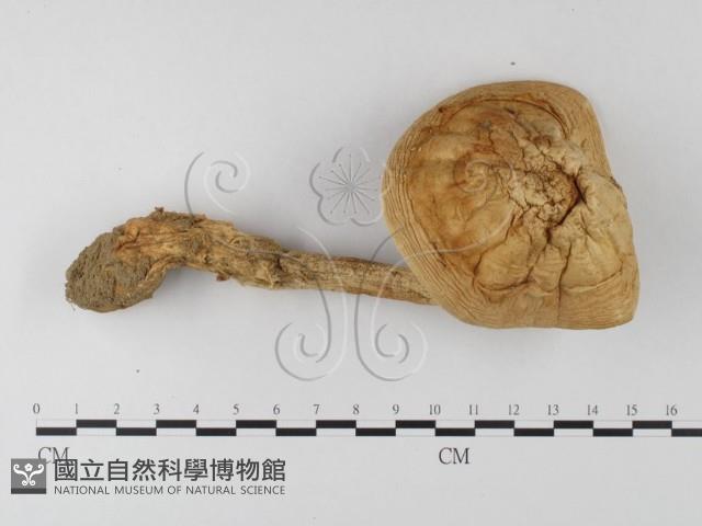 登錄號:F0004408藏品圖，第1張