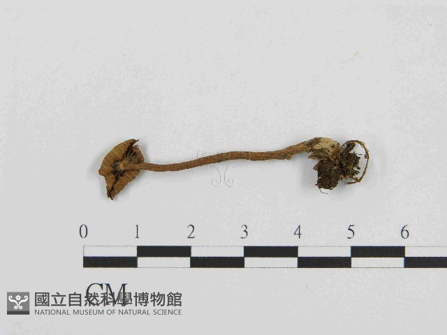 登錄號:F0014408藏品圖，第1張