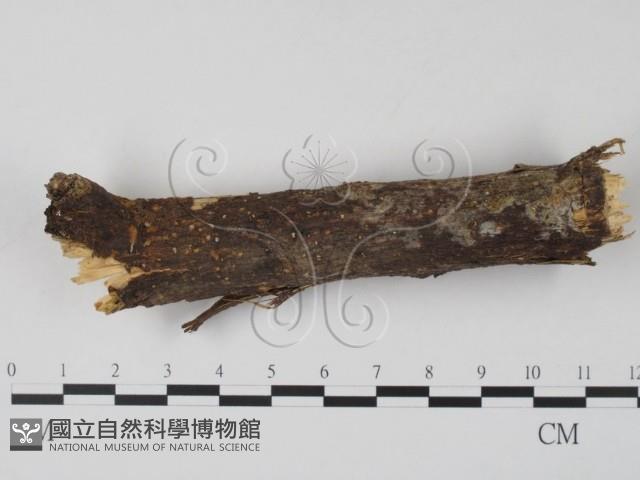 登錄號:F0007408藏品圖，第1張