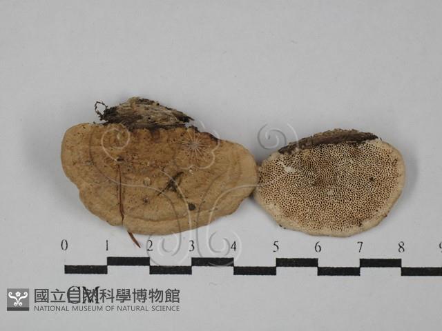 登錄號:F0029408藏品圖，第1張