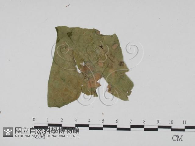 登錄號:F0019408藏品圖，第1張